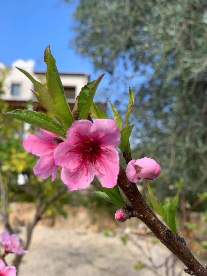 Beach Villa Gladiolus Neo Chorio Dış mekan fotoğraf